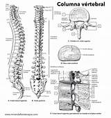 Columna Vertebral Partes Anatomia Humana Clinico Musculos Ciencia sketch template
