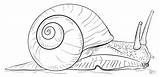 Snail Coloring Pages Land Drawing Draw Printable Step Puzzle Kids sketch template