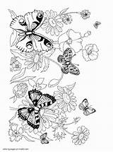 Coloring Pages Butterflies Flowers Printable Butterfly Insect Print Insects sketch template