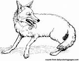 Coyote Animaux Coloriages sketch template
