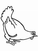Colorare Gallina Huhn Disegno Galline Ausmalbild Fettes Hen Chicken Ausmalbilder Ausdrucken sketch template