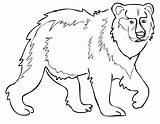 Urso Colorir Marrom sketch template