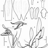 Chiron Acianthera sketch template