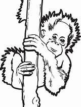 Orangutan Orangutans sketch template