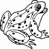 Coqui Realistic Rana Frogs Rane Wecoloringpage Stampare Clipartmag 1386 Birijus sketch template