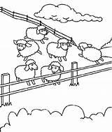 Sheep Coloring Farms Coloringsky sketch template