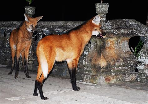 maned wolf  maned wolf        flickr