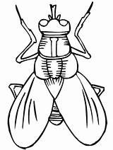 Coloring Pages Bug Insect Bugs Kids sketch template