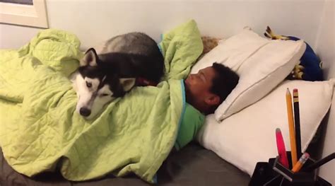 mom is trying to wake her son up for school husky has