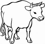Cow Krowa Mucca Toros Sapi Bue Mewarnai Vacas Euter Stier Kolorowanka Bueyes Vaca Kolorowanki Krowy Ausmalbilder Malvorlagen Mucche Koleksi Lembu sketch template