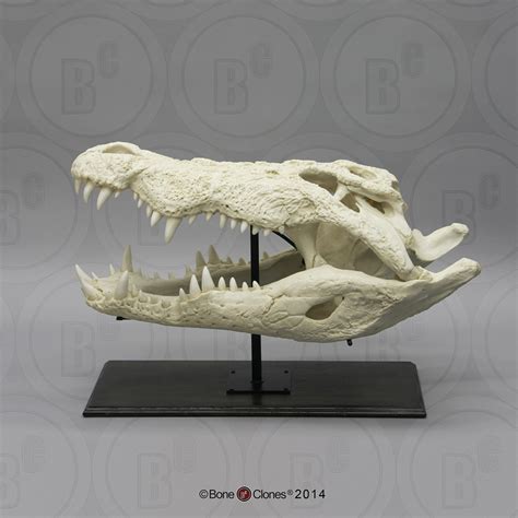 33 Saltwater Crocodile Skull Bone Clones Inc Osteological
