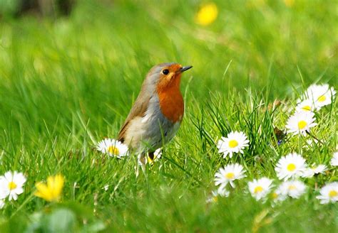 rotkehlchen im fruehling foto bild tiere wildlife wild lebende