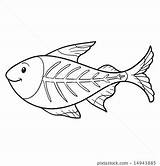 Fish Ray Coloring Book Tetra Stock Vector Illustration Vectors Shutterstock sketch template
