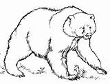 Bear Cub Pages Coloring Getcolorings Realistic American sketch template