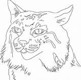 Bobcat Pages Coloring Sketch Color sketch template