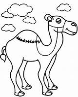 Coloring Camel Children Printable Print sketch template