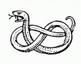 Snake Coloring Drawing Pages Garter Anaconda Getdrawings Fangs Popular sketch template