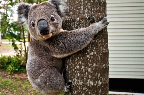 images  koalas