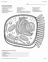 Cell Animal Coloring Key Answer Worksheet Color Biologycorner Cells Answers Membrane Quizlet Diagram Worksheets Biology Corner Ribosomes Plant Pages Typical sketch template