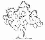 Pohon Mewarnai Sketsa Apel Terbaru Mangga sketch template