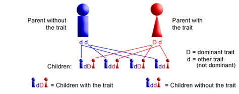 how do autosomal traits differ from sex linked traits