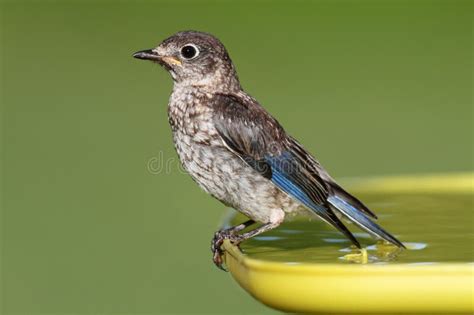 baby eastern bluebird stock photo image  birds bath