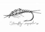 Nymph Stonefly Drawing sketch template