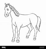 Cavallo Vettore Bozzetto Isolato Vettoriale Fumetto Tracciata Tratteggio sketch template