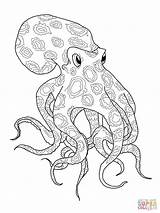 Octopus Blue Ringed Coloring Pages Printable Drawing sketch template