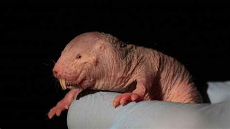 The Bizarre Biology Of The Naked Mole Rat Means Oxygen Is