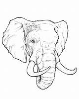 Elephant Coloring Pages Face Pretentious Getcolorings Head sketch template