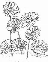 Gerber Pages Daisy Coloring Getcolorings Fantastic sketch template