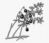 Cranberry Plant Berries Edible Fruit Coloring Food Clipartkey sketch template