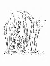Seaweed Seetang Ausmalbild sketch template