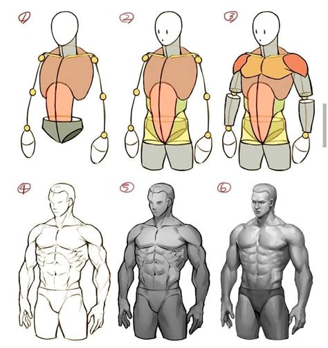 male body drawing human anatomy drawing figure drawing reference art reference