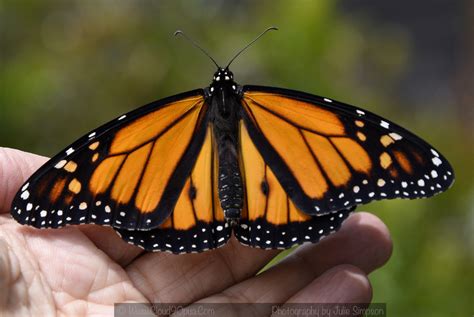 male monarch