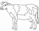 Calf Coloring Pages Cow Getcolorings Golden sketch template