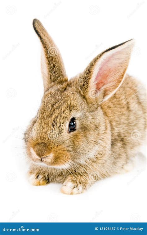 bruin konijntje stock afbeelding image  miniatuur