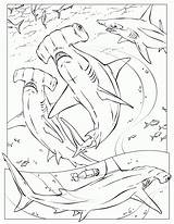 Hammerhead Requin Coloriage Dessin Marteau Requins Ausmalbilder Sharks Hai Squali Colorier Imprimer Coloriages Ausmalbild Pez Gifgratis Imprimé Coloringhome Prend Ton sketch template