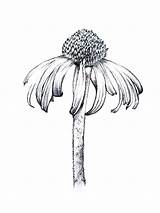 Drawing Botanical Line Flower Drawings Prints Illustration Google Flowers Au Illustrations Sketch Scientific Journal Search Vintage Ink sketch template