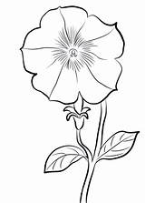 Petunia Coloring Pages Printable Categories sketch template
