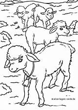 Schafe Schaf Malvorlage Ausmalen Weide Kostenlos Malvorlagen Asumalen sketch template