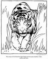 Felinos Tigre sketch template