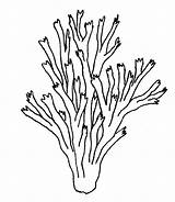 Seaweed Coral K5worksheets Algae Kelp sketch template
