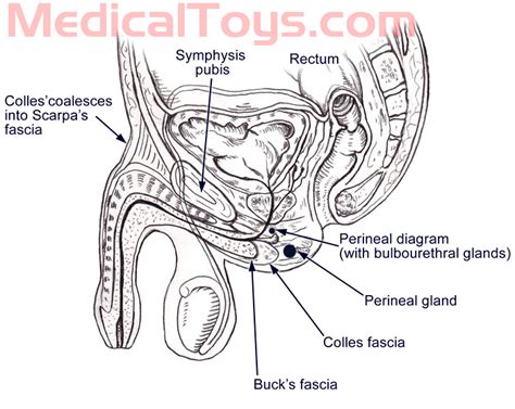 anal sex diagram