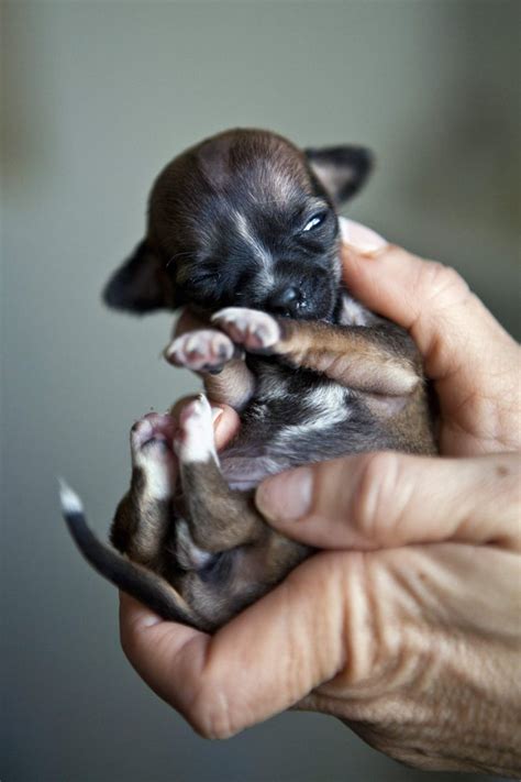 worlds smallest puppy   ounce born   march  hot celebs   world