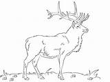 Elk Cervo Disegni Colorare Rothirsch Ausmalbild Bambini Ausdrucken Printmania sketch template