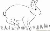 Cottontail Coloringpages101 sketch template