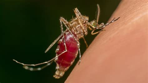 dengue fever outbreak  st vincent   grenadines caribbean news
