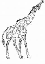 Giraffe Giraffa Stampare Pianetabambini Versione Singolarmente sketch template